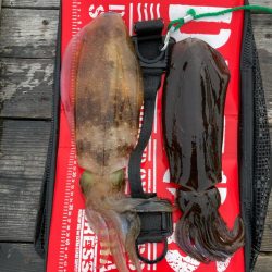 春アオリイカ狙って遠征