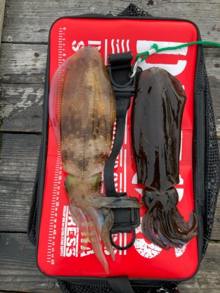 春アオリイカ狙って遠征