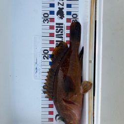 尺に届かずキジハタ