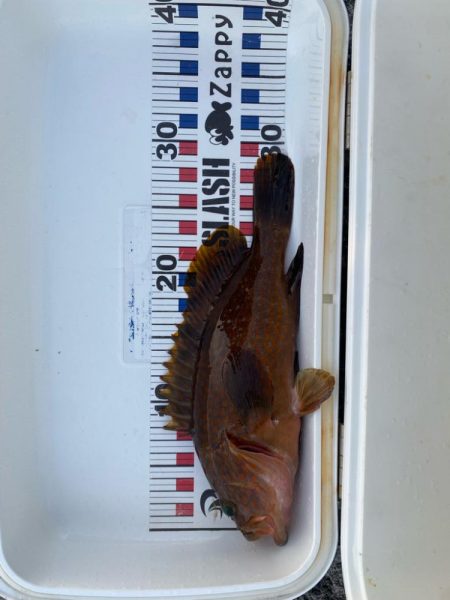 尺に届かずキジハタ