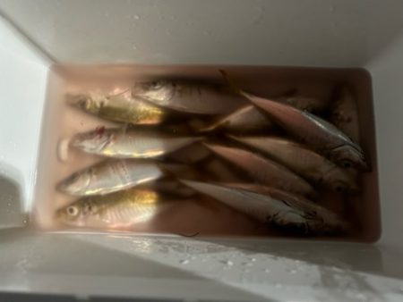 今日も元気にアジ探し