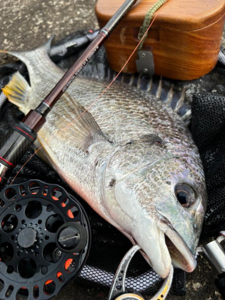 ヘチってきました