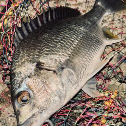 ヘチってきました