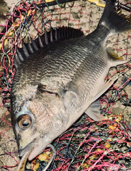 ヘチってきました