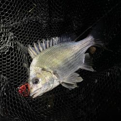 淀川ブリームゲーム