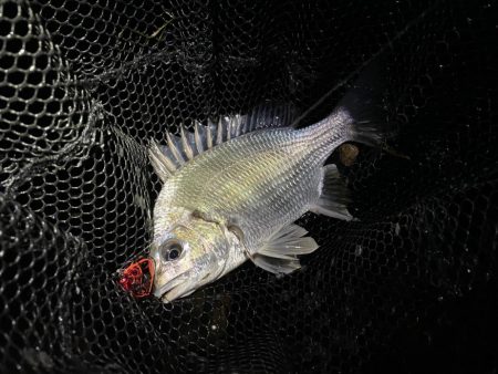 淀川ブリームゲーム