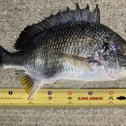 アジング中毒〜笑笑 ほぼ毎晩!