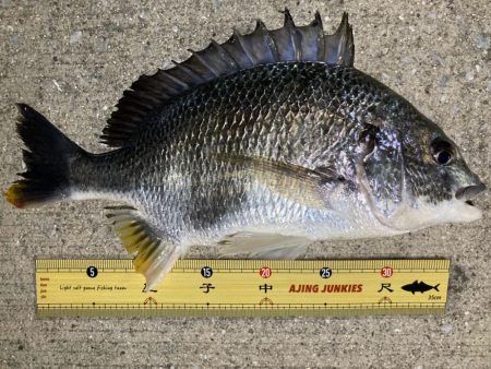 アジング中毒〜笑笑 ほぼ毎晩!