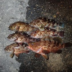 今年はやや遅れ気味?