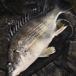 ヘチってきました