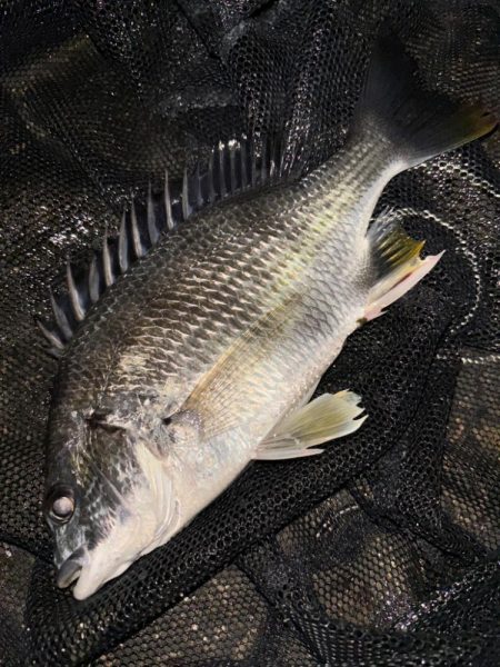 ヘチってきました