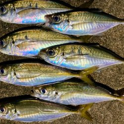 居残り組を釣る!😔