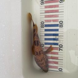 尺オーバーのキジハタ