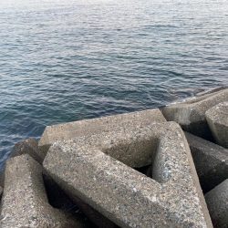 シロギスタのコッチコチやぞ