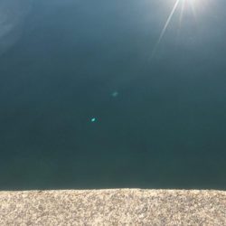 日本海アオリイカ釣行