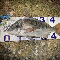 ナイトチニング