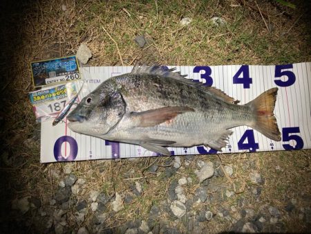 ナイトチニング