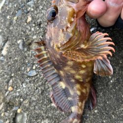 ガシラで一杯いく