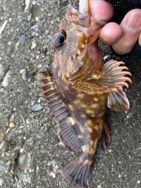 ガシラで一杯いく