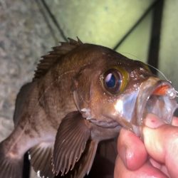 自作グラスジグヘッドのテスト