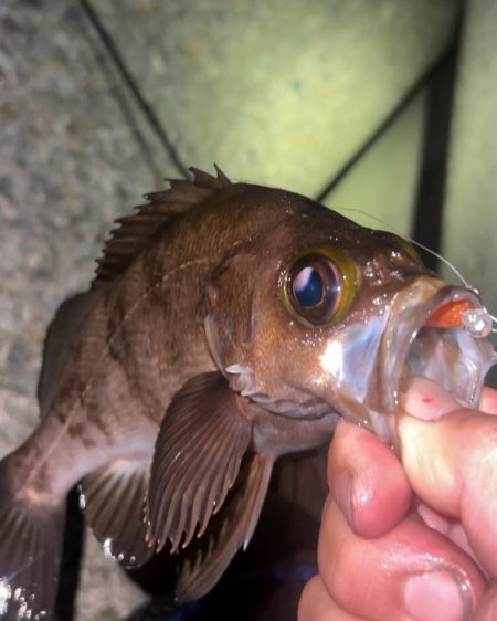 自作グラスジグヘッドのテスト