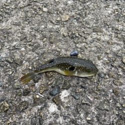 M:I:Ⅳ-シロギスタベラバカリ