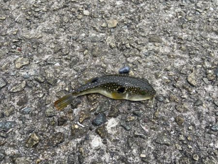 M:I:Ⅳ-シロギスタベラバカリ