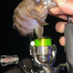 梅雨前メバリング♪