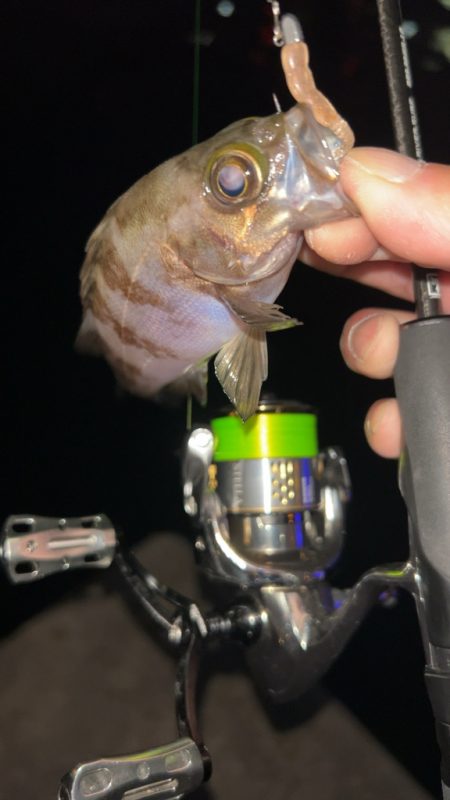 梅雨前メバリング♪