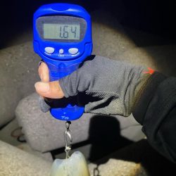 今季4杯目のアオリ🦑＼(^-^)／