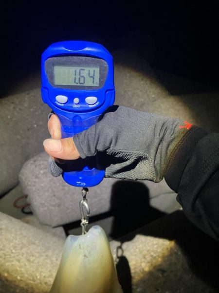 今季4杯目のアオリ🦑＼(^-^)／