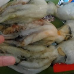 船タコぼちぼち