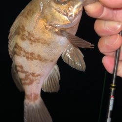 デイアジング♪