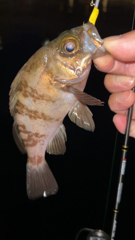 デイアジング♪