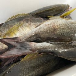 バチコンゲームを堪能