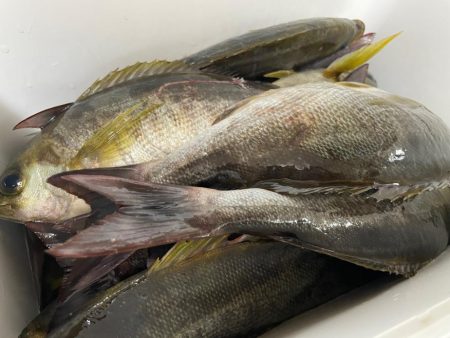 バチコンゲームを堪能