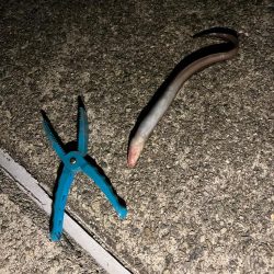 サビキと大サバ調査