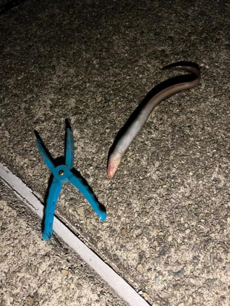 サビキと大サバ調査