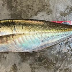 鯛ラバ　バチコン