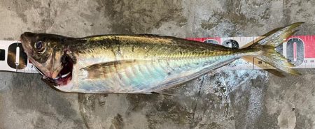 鯛ラバ　バチコン