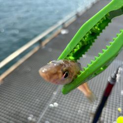 キス、イカ調査