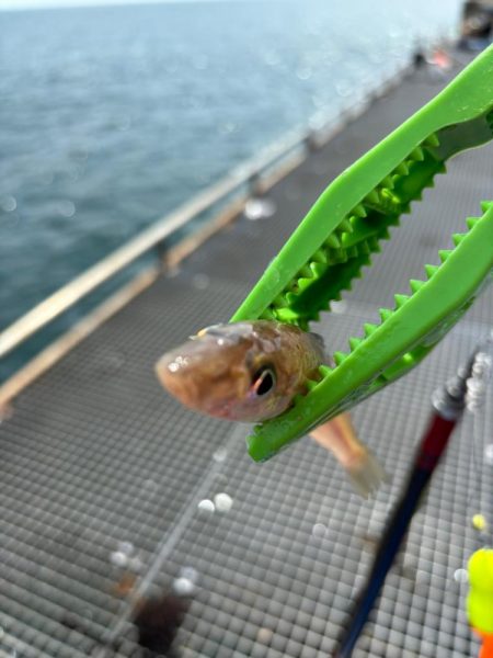 キス、イカ調査