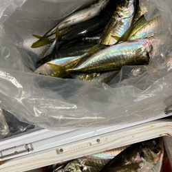 自作の仕掛けで(*’ω’*)