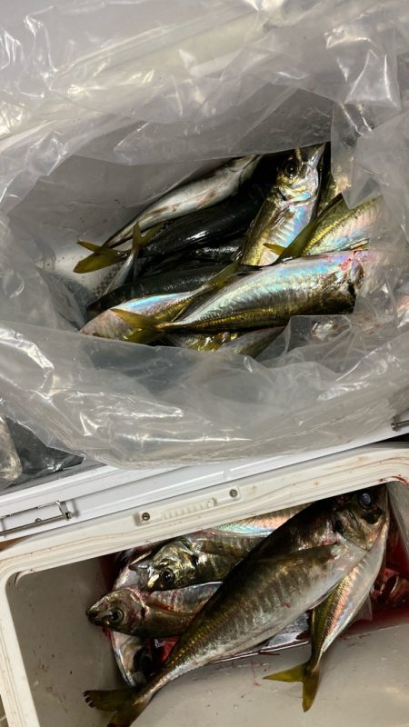 自作の仕掛けで(*’ω’*)