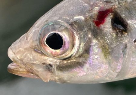 ちょっと様子見のつもりが‼︎