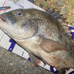 ナイトチニングゲーム