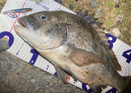 ナイトチニングゲーム