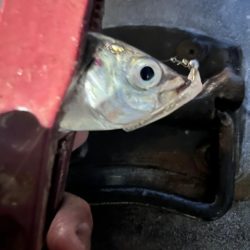 雨の中の表層パターン