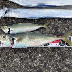 タチウオ、アジ