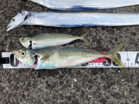 タチウオ、アジ